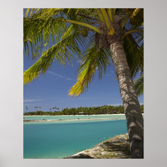 Palmen & Lagune, Musket Cove Island Resort Poster (Vorne)