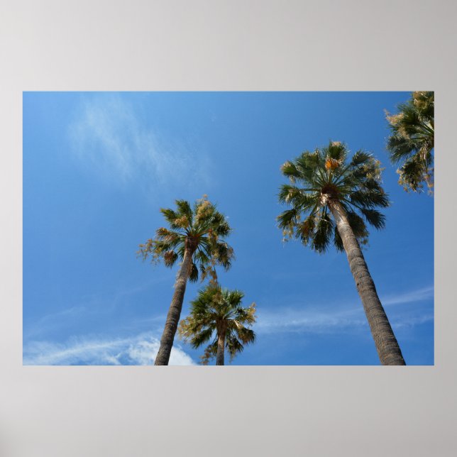 Palmen mit blauem Himmel Poster (Vorne)