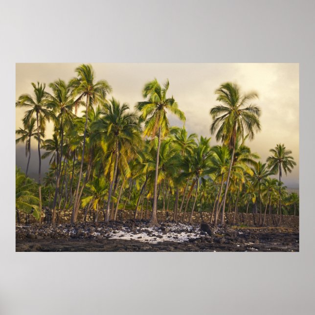 Palmen, National Historic Park Pu'uhonua o Poster (Vorne)