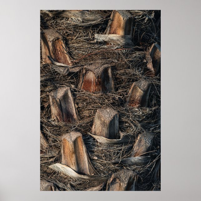 Palmen Poster (Vorne)