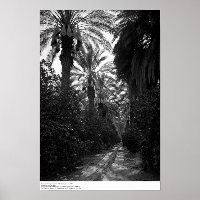 Palmen und Orangenbäume bei der Wüste, 1966 Poster (Vorne)