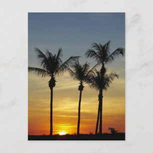 Palmen und Sonnenuntergang, Mindil Beach Postkarte