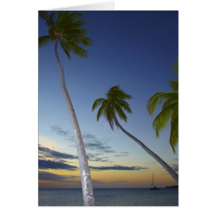 Palmen und Sonnenuntergang, Plantation Island Reso