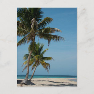 Palmen und weißer Sandstrand Postkarte