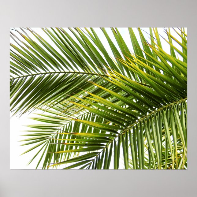 Palmenbaum Blätter tropische Natur Foto Poster (Vorne)