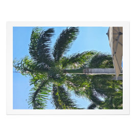 Palmenbaum Druck