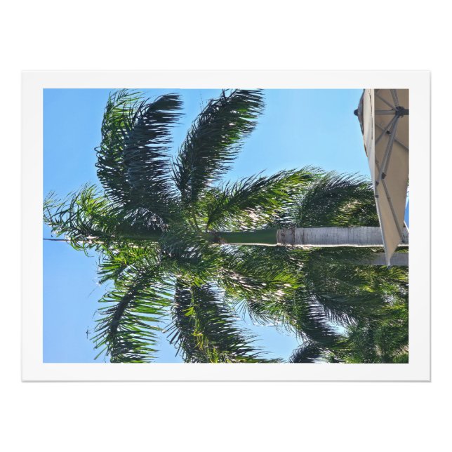 Palmenbaum Druck (Vorne)