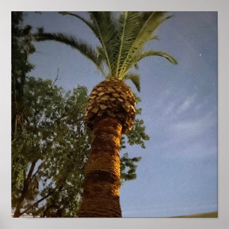 Palmenbaum 🌴 poster