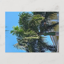 Palmenbaum Postkarte