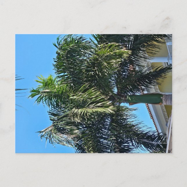 Palmenbaum Postkarte (Vorderseite)