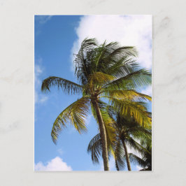Palmenbaum Postkarte