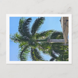 Palmenbaum Postkarte