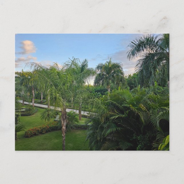Palmenbaum Postkarte (Vorderseite)
