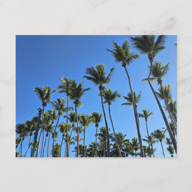 Palmenbaum-Postkarte Postkarte (Vorderseite)