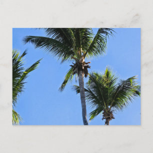 Palmenbaum-Postkarte Postkarte