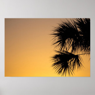Palmenbaum, Sonnenaufgang, Florida Poster