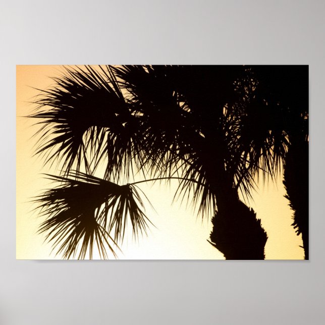 Palmenbaum, Sonnenaufgang, Florida Poster (Vorne)