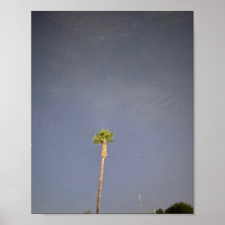 Palmenbaum und Sterne ✨ Poster