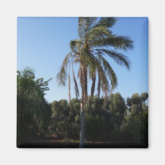Palmenbaum unter einem klaren Himmel versetzen Magnet (Vorne)