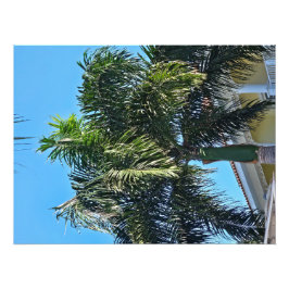 Palmenbaumdruck Fotodruck