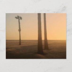 Palmenbaumlandschaft in Nebel Postkarte