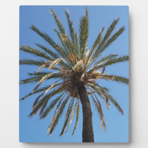 Palmenkrone Fotoplatte