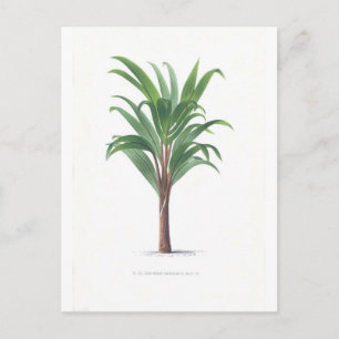 Palmensammlung - Zeichn III Postkarte