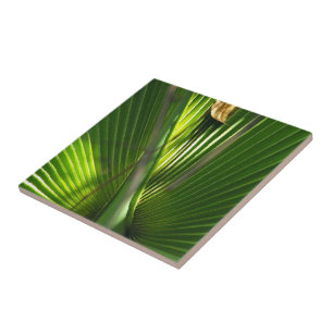 Palmetto-Foto schließen Fliese