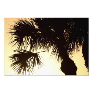 Palmetto Sunrise, Florida Fotodruck