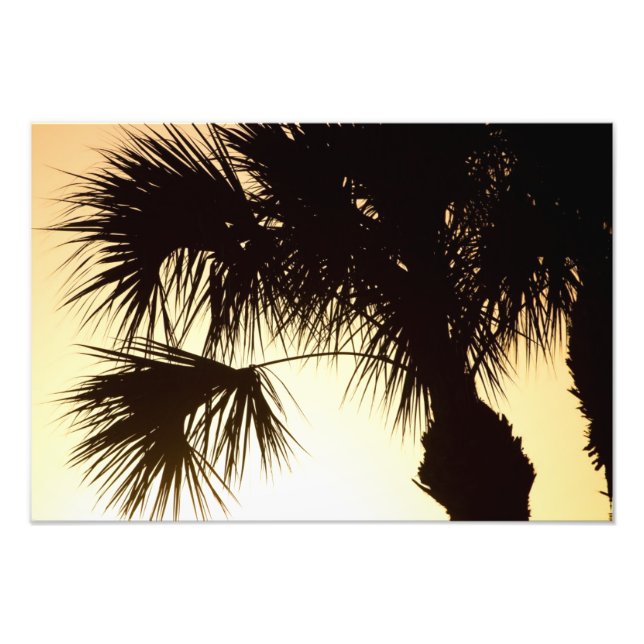 Palmetto Sunrise, Florida Fotodruck (Vorne)