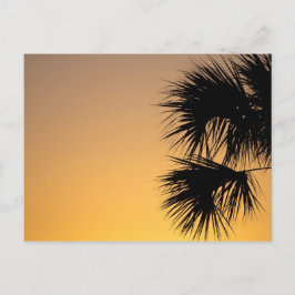 Palmetto Tree at Sunrise, Florida Postkarte