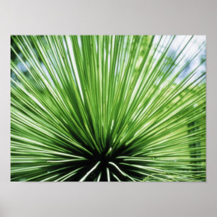 Palmfront, nah poster