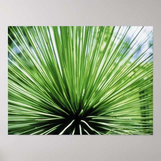 Palmfront, nah poster (Vorne)