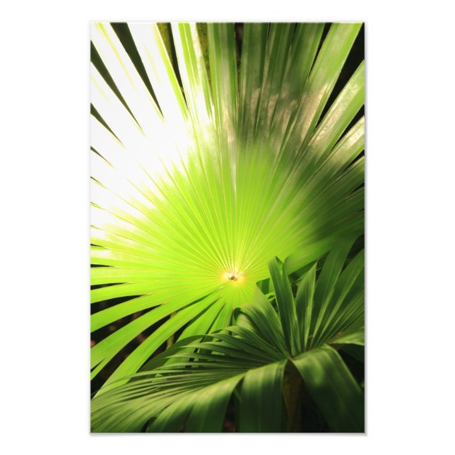 Palmfronten im Sonnenlicht, tropische Landschaft Fotodruck (Vorne)