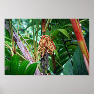 Palmfrucht in Hawaii Poster