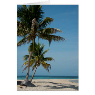 Palmier et plage de sable blanc