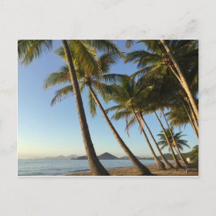 palmiers et mer carte postale