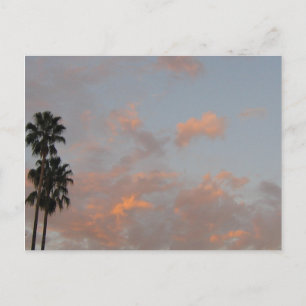 Palmiers et nuages roses Carte postale d'art vierg