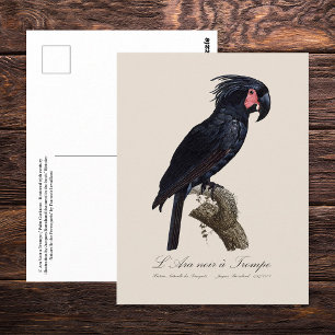 Palmkakadu, Probosciger aterrimus Papagei, retro Postkarte