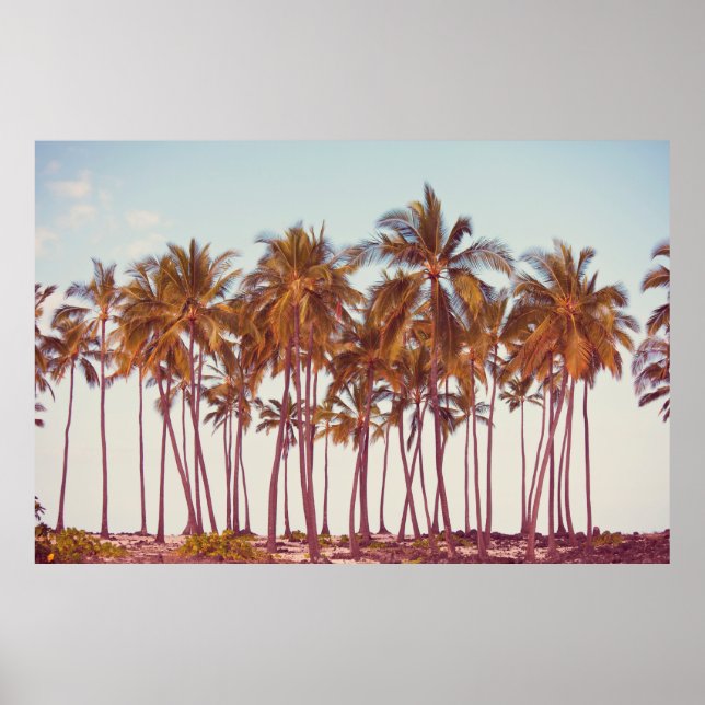 Palmplantage Poster (Vorne)