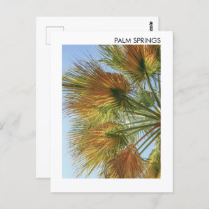 Palmsprings Palmen und Palmfronten Postkarte