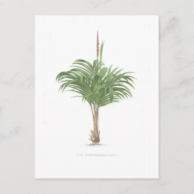 Palmzeichnungen Sammlung Postkarte (Vorderseite)