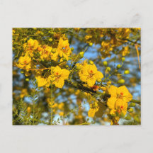 Palo Verde blüht im Frühjahr