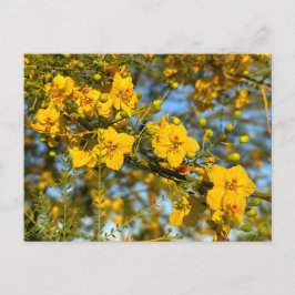 Palo Verde blüht im Frühjahr Postkarte