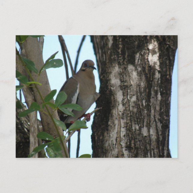 Paloma Tortola Postkarte (Vorderseite)