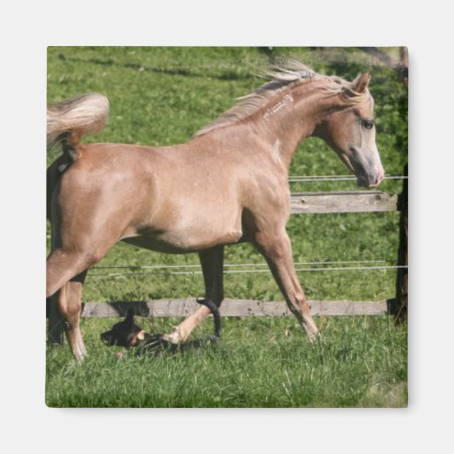 Palomino Arabian Magnet (Vorne)