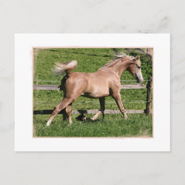 Palomino Arabian Postkarte (Vorderseite)