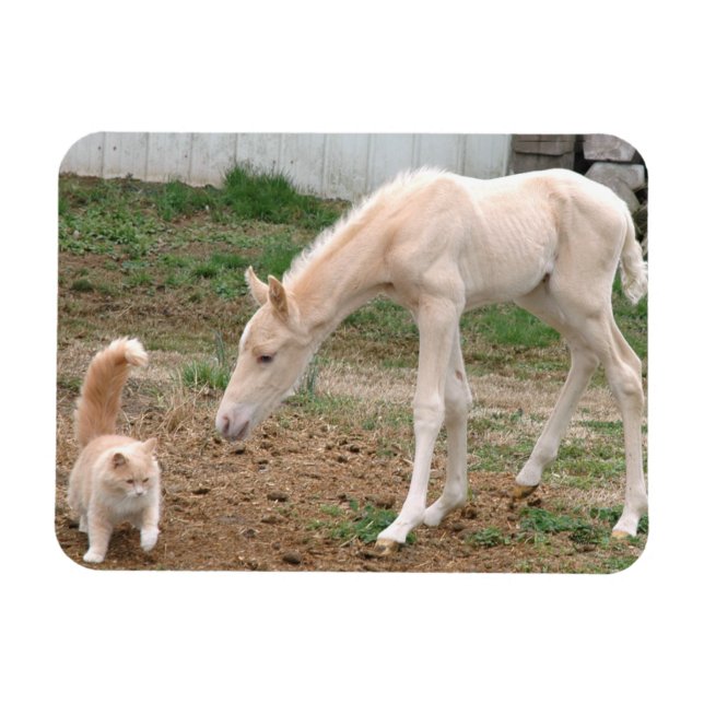 Palomino Baby Horse und Barn Cat Magnet (Horizontal)