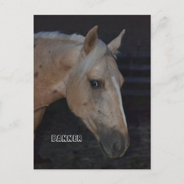Palomino cheval carte postale de cheval nommé Bann (Devant)