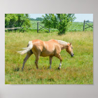 Palomino Farm Horse